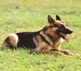 Adestramento de cães em João Pessoa