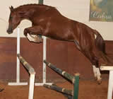 Haras e Hípicas em João Pessoa